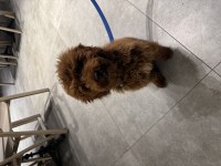 Toy poodle erkek 4 aylık