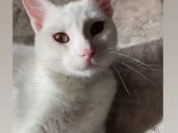 Ücretsiz sahiplendirme kedimiz