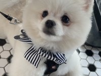 Yakışıklı pomeranian köpeği oğlum