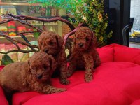 KORE RED BROWN SAFKAN TOY POODLE YAVRULAR