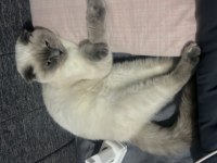 SAKİN UYSAL VE SEVECEN KEDİMİZ BALIM