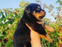 Koca kafa küt burun rottweiler yavruları