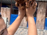 Kore poodle micro bebekler