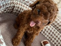 Orjinal toy poodle