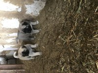Orjinal Güdük Kangal Yavruları