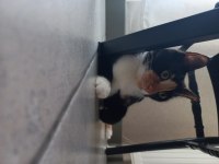 1 YAŞ DİŞİ VE KISIR KEDİMİZ