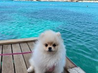 Tam bir bebek pomeranian