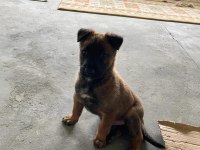50 günlük erkek malinois günü gelen aşıları yapılı