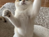 Safkan British Shorthair Golden erkek yavru