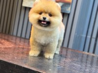 POMERANİAN BOO YAVRULARIM