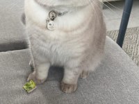 British Shorthair Cinsi Lokum İçin Yuva Arıyoruz
