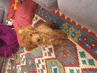 Akıllı oyuncu sağlıklı sevgi dolu bir aile poodle