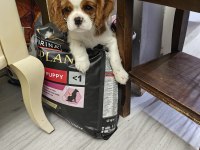 Emsalsiz cavalier king charles yavrularım ev ortamından