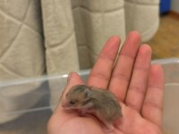 Yavru Golden Hamster