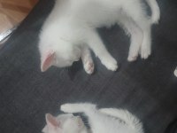 Karışım Irk Kedilerim