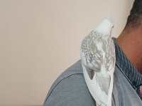 10 aylık ele alışık wifi sultan papağanı
