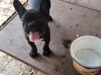 Yer sıkıntısı için köpeğimiz uyguna verilecektir