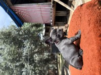 A Kalite French Bulldog Bebekler