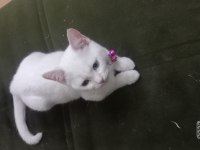British shorthair