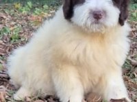 Chocolate pied aussiedoodle yavrumuz