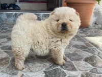 RESİM GİBİ CHOW CHOW YAVRULARIMIZ