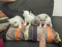 Sağlıklı exotic shorthair yavrularımız