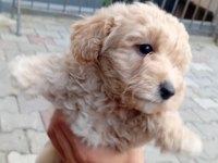 Arthur ve Sakız'ın Yavruları Maltipoo