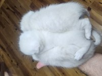 Kar beyazı 3 yavru scottish fold