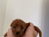 16 Kasım doğumlu toy poodle