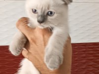 Lynx point scottish fold dişi