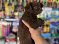 Kalite isteyene çikolata longhair chihuahua bebekler