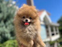 Yeni ailesini arayan pomeranian