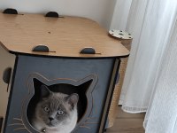 British shorthair blue point 2 yaşında