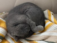 Sevimli uysal scottish fold