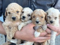 Maltipoo Yavrular