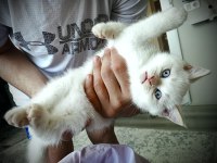 British Shorthair Blue Point
