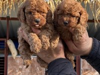 Toy poodle sevimli yavrularım