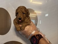 Toy Poodle Safkan Yavrularımız