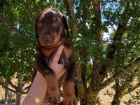 Safkan doberman yavruları