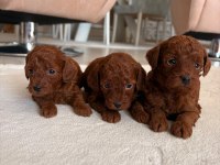SAFKAN RED BROWN TOY POODLE