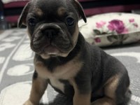İsabella & Fluffy Taşıyıcı French Bulldog Bebekler