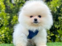 Sevimli Pomeranian Boo Yavrularımız