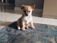 2 Aylık Çiş Pedi Eğitimli Chihuahua