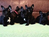 Siyah French Bulldog Yavrum Hazır