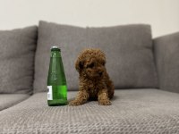 TEA CUP DİŞİ TOY POODLE YAVRUMUZ