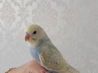CİNS YAVRU MUHABBET KUŞU