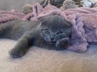 Scottish fold yavrularım