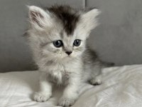 British longhair yavru kedimizi sahiplendirme