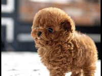 SHOW KALITE KORE TEACUP POODLE YAVRUMUZ