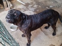 Dişi cane corso